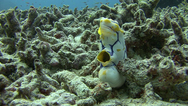 海鞘视频素材