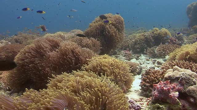 海海葵的视频素材