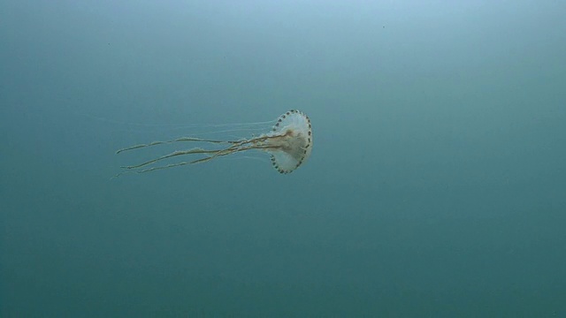 水母视频素材