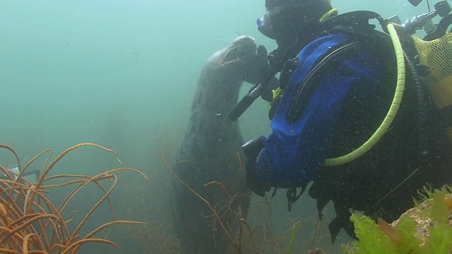 灰海豹和水肺潜水员视频素材