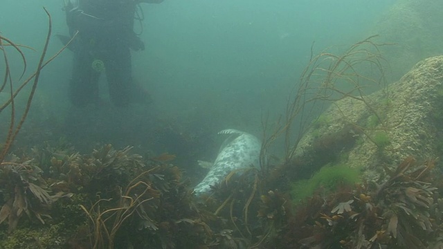 灰海豹和水肺潜水员视频素材