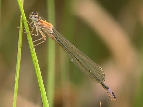 蜻蜓视频素材