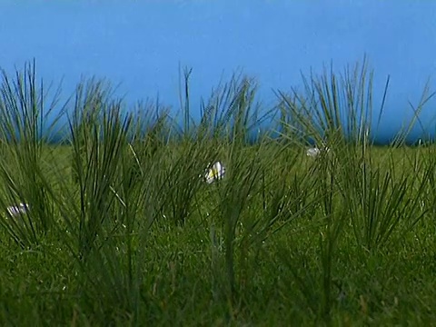 赤脚踏在草地上视频素材