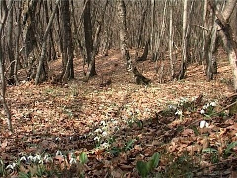 野花视频素材