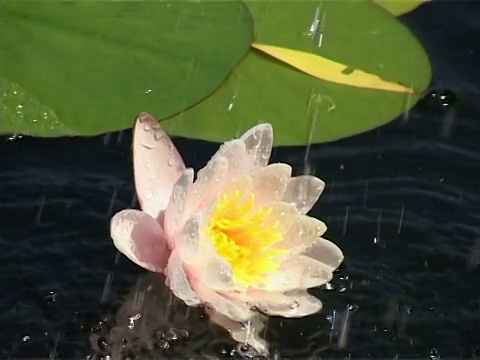 雨中的百合花视频素材