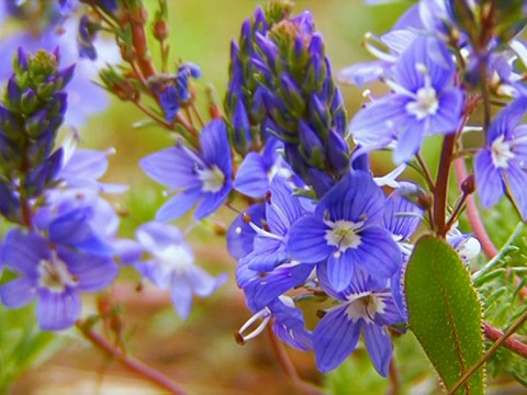 花视频素材