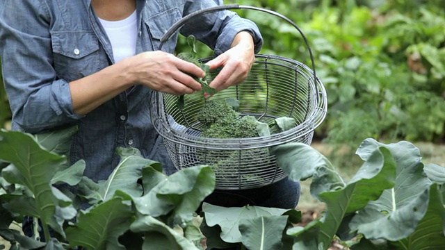 美国弗吉尼亚州里士满的一位西班牙裔妇女在自家花园里采摘有机西兰花视频素材