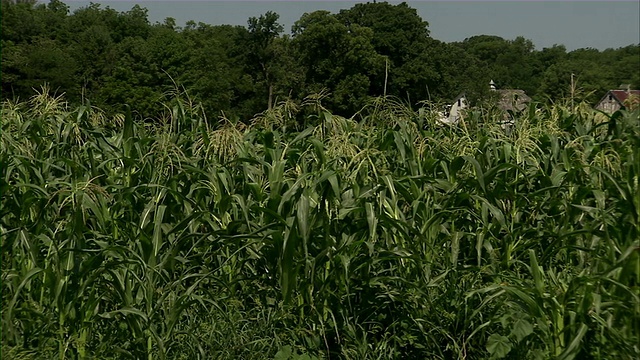 慢吞吞地在玉米地里播种。视频素材