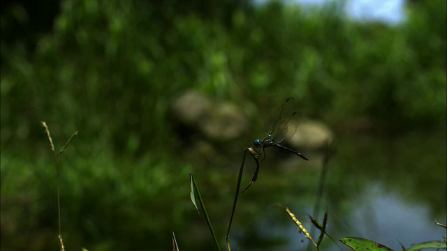 特写，慢动作;蜻蜓从植物上起飞视频素材