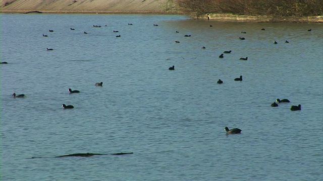 野鸭在河里游泳视频素材