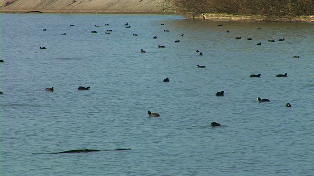 野鸭在河里游泳视频素材