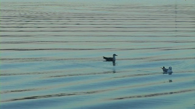 海鸥在海上飞翔视频素材