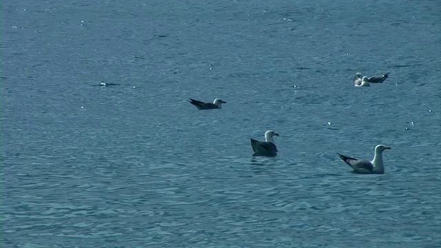 海鸥在海里游泳视频素材