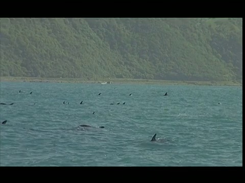 SLO MO, MS，海豚在海洋中游泳和跳跃，太平洋，新西兰视频素材