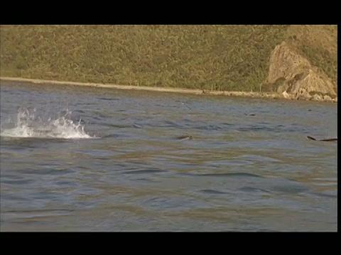 SLO MO, MS, PAN，海豚游泳和跳跃在海洋，太平洋，新西兰视频素材