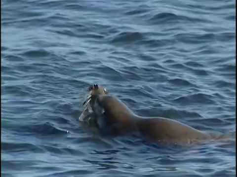 两只海狮在海里游泳视频素材