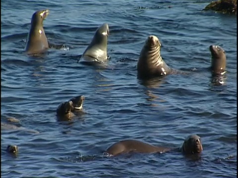 海狮在岩石海岸附近的海洋中游泳视频素材