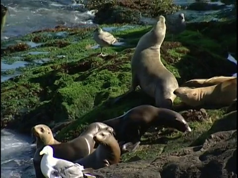 海狮在岩石海岸上休息视频素材