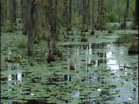 WS MS PAN HA水，百合花和沼泽树木视频素材