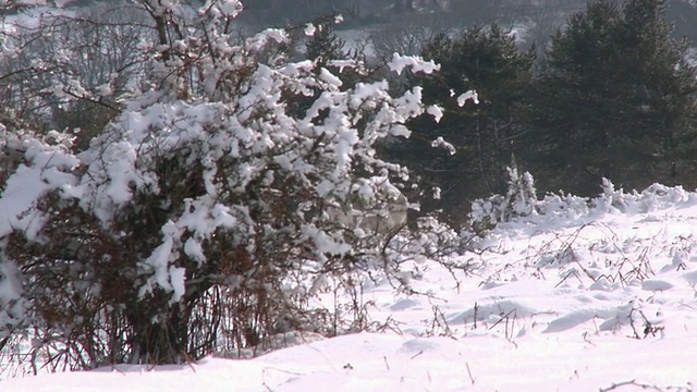 白色和黑色的小马在雪地上奔跑，达特穆尔，德文郡，英格兰视频素材