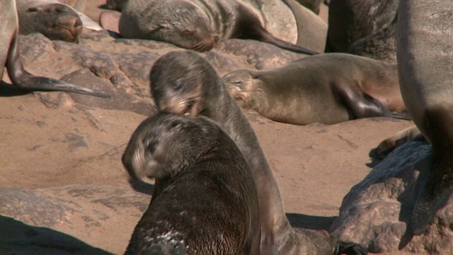 Cape fur seals (Arctocephalus pusillus):两只小海豹，纳米比亚视频下载