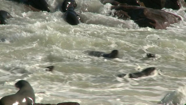 海角海狗，海角十字，纳米比亚视频素材