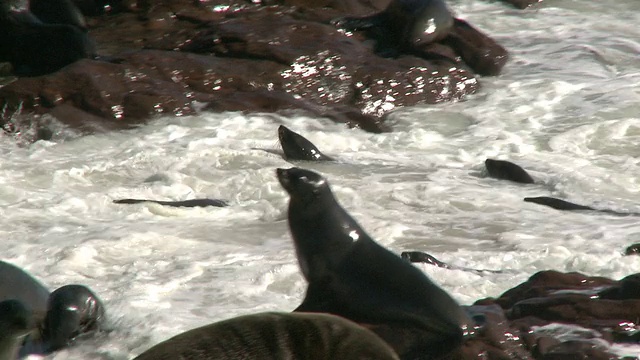 纳米比亚的十字角海滩，海角海狗(Arctocephalus pusillus)正在游泳视频素材