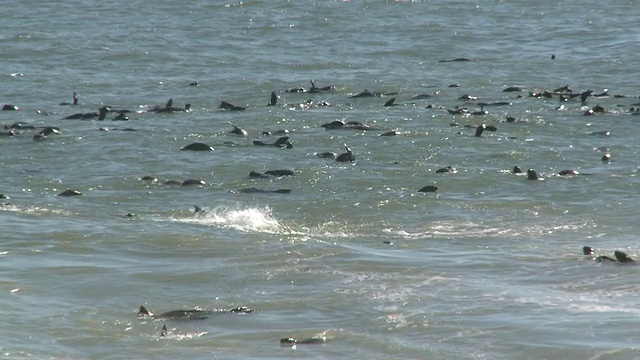 游泳的Cape fur seals (Arctocephalus pusillus)， Cape Cross，纳米比亚视频素材