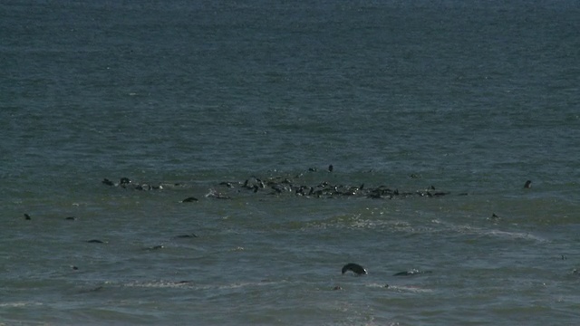 游泳的Cape fur seals (Arctocephalus pusillus)， Cape Cross，纳米比亚视频素材