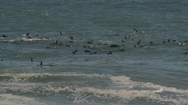 游泳的Cape fur seals (Arctocephalus pusillus)， Cape Cross，纳米比亚视频素材