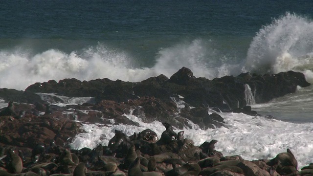 纳米比亚，Cape Cross, Cape fur seals (Arctocephalus pusillus)在岩石上，浪花飞溅视频素材