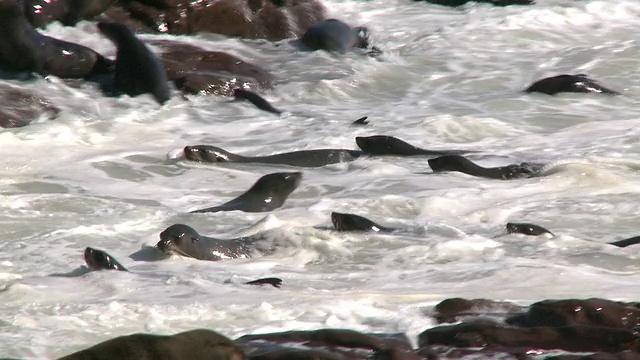 Cape fur seals (Arctocephalus pusillus)， Cape Cross，纳米比亚视频下载