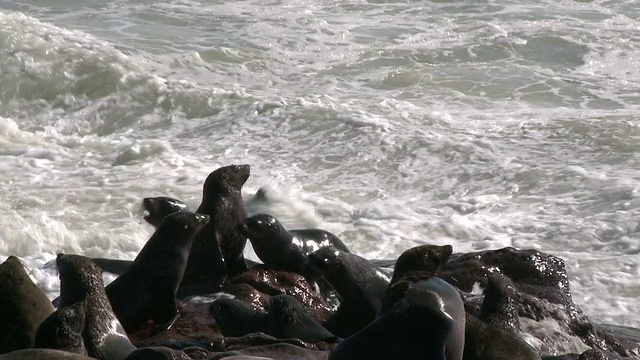 纳米比亚，Cape Cross, Cape fur seals (Arctocephalus pusillus)在岩石上，浪花飞溅视频素材