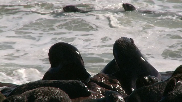 纳米比亚，Cape Cross, Cape fur seals (Arctocephalus pusillus)在岩石上，浪花飞溅视频素材