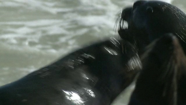 纳米比亚，Cape Cross, Cape fur seals (Arctocephalus pusillus)在岩石上，浪花飞溅视频素材