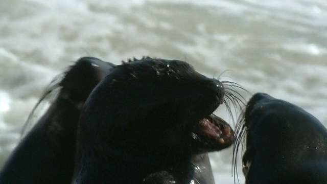 纳米比亚，Cape Cross, Cape fur seals (Arctocephalus pusillus)视频素材