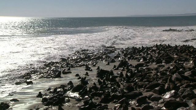 Cape fur seals (Arctocephalus pusillus)殖民地海滩，Cape Cross，纳米比亚视频素材