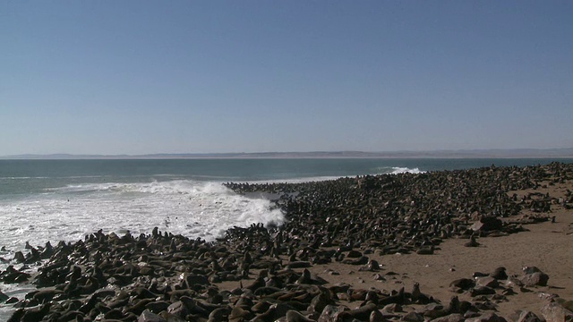 Cape fur seals (Arctocephalus pusillus)殖民地海滩，Cape Cross，纳米比亚视频素材