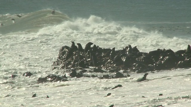 纳米比亚十字角海边岩石上的海角海狗视频素材