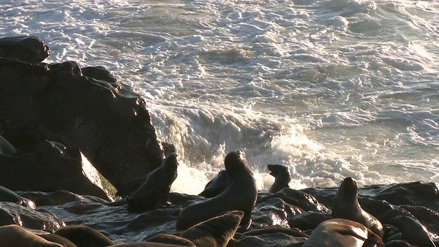 Cape fur seals (Arctocephalus pusillus) scrap, Cape Cross，纳米比亚视频素材