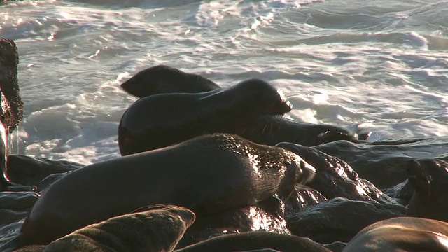 Cape fur seals (Arctocephalus pusillus) scrap, Cape Cross，纳米比亚视频下载