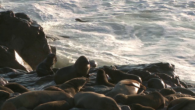 Cape fur seals (Arctocephalus pusillus) scrap, Cape Cross，纳米比亚视频素材