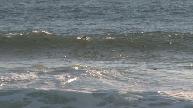 游泳的Cape fur seals (Arctocephalus pusillus)， Cape Cross，纳米比亚视频下载