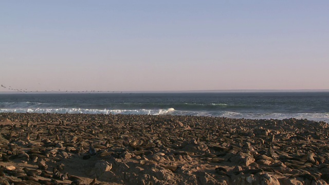 纳米比亚，Cape Cross，海角海狗(Arctocephalus pusillus)聚集在海滩上，鸟儿飞过视频素材