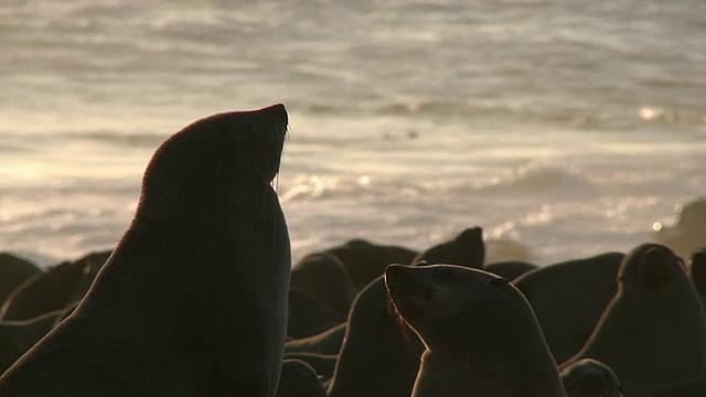 海角毛皮海豹(Arctocephalus pusillus)的剪影夕阳，海角十字，纳米比亚视频素材