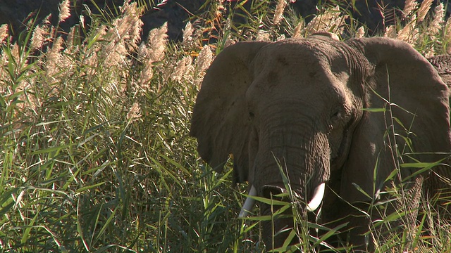 沙漠象(Loxodonta africana)，乌加布河流域，纳米比亚:居住在沙漠中的非洲丛林象，虽然不是独特的亚种视频素材