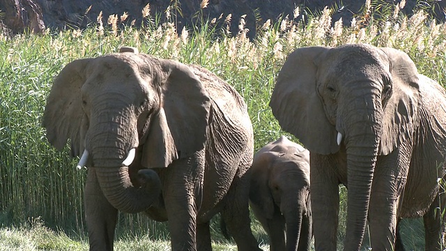 纳米比亚乌加布河流域的沙漠象(Loxodonta africana)在幼仔周围的防御姿势:居住在沙漠中的非洲丛林象，虽然不是独特的亚种视频素材