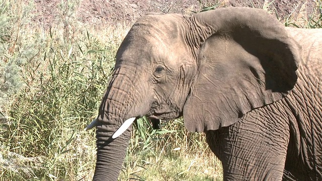 沙漠象(Loxodonta africana)满嘴草，乌加布河流域，纳米比亚:居住在沙漠中的非洲丛林象，虽然不是独特的亚种视频素材