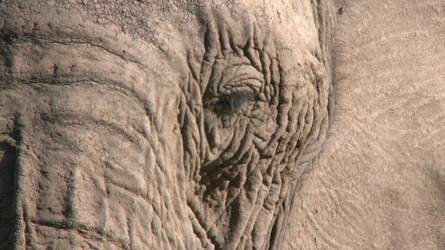 沙漠象(Loxodonta africana)头，BCU, Ugab河流域，纳米比亚:居住在沙漠中的非洲丛林象，虽然不是不同的亚种视频素材