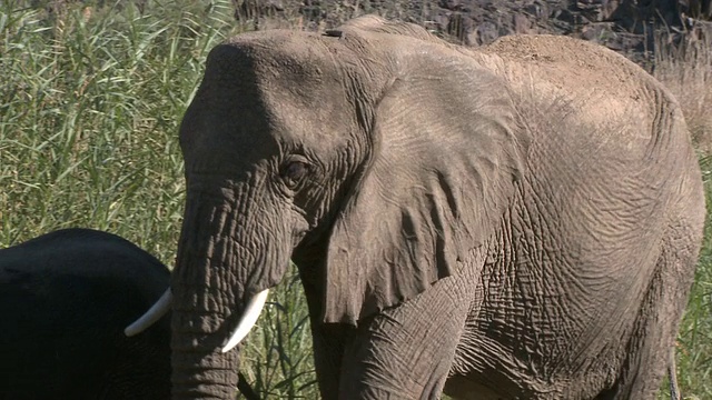 沙漠象(Loxodonta africana)，乌加布河流域，纳米比亚:居住在沙漠中的非洲丛林象，虽然不是独特的亚种视频素材